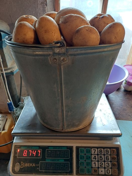 Продам ДОМАШНИЙ картофель