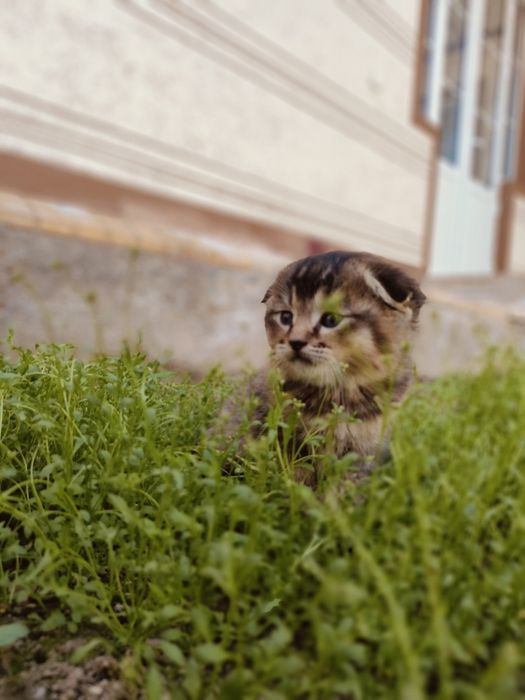 Ширинтой мушукчаларимиз  сотилади