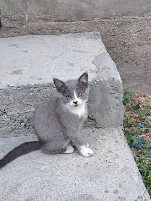 Отдам в добрые руки котят