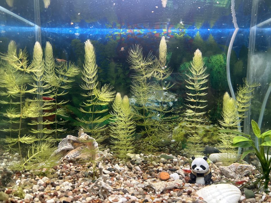 Роголистник 5 см 6 000 сум