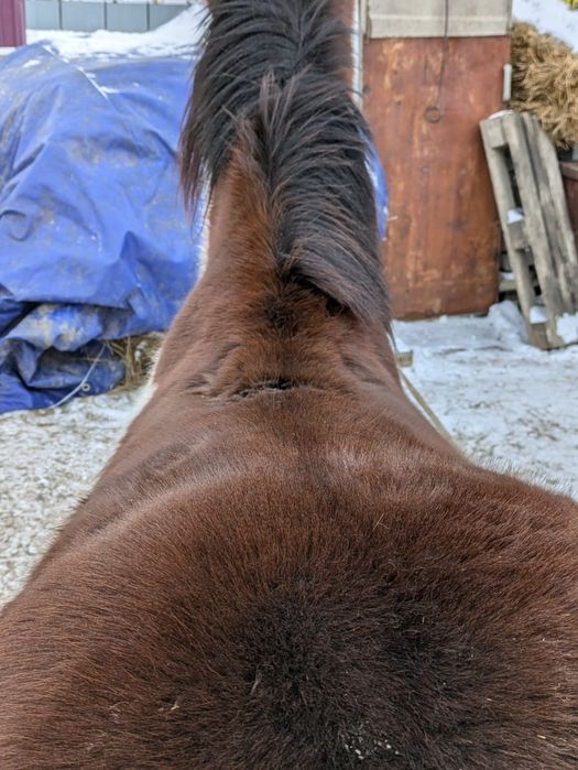 Еркек Құнан сатылады.