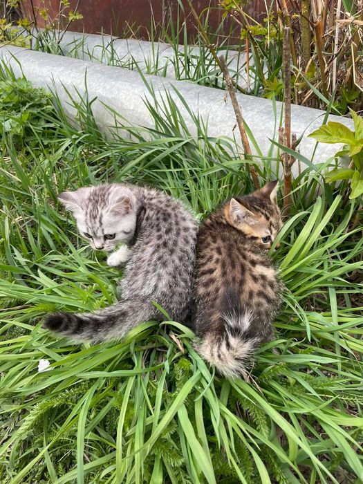 Продам Котят Шотландские