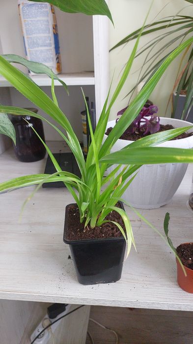 Комнатные растения.