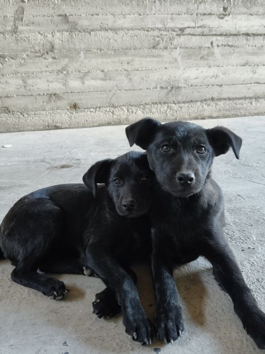 Чёрные лабрадоры