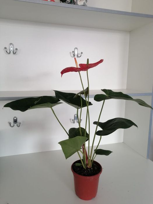 Цветы офисные комнатные