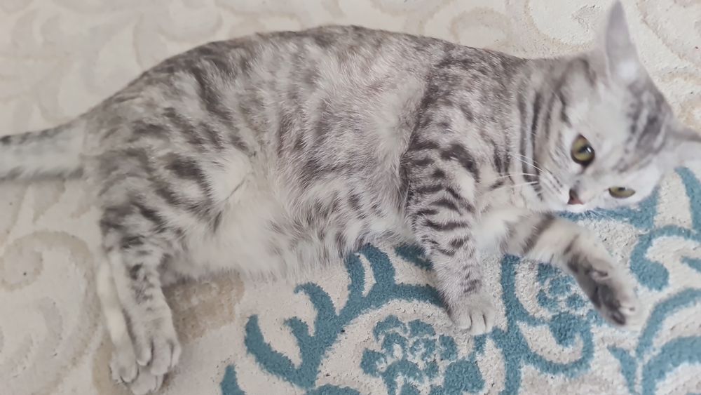 Ищем кота для вязки кошке 2 года привита