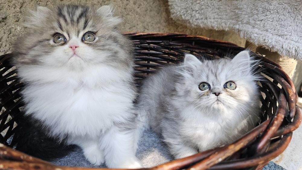 Персийски котенца