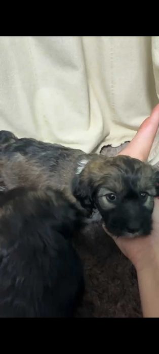 Продаем щенков таксы