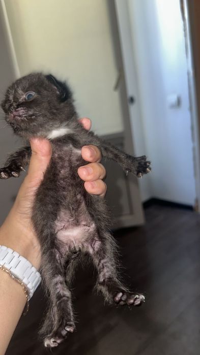 Отдам кошку в добрые руки