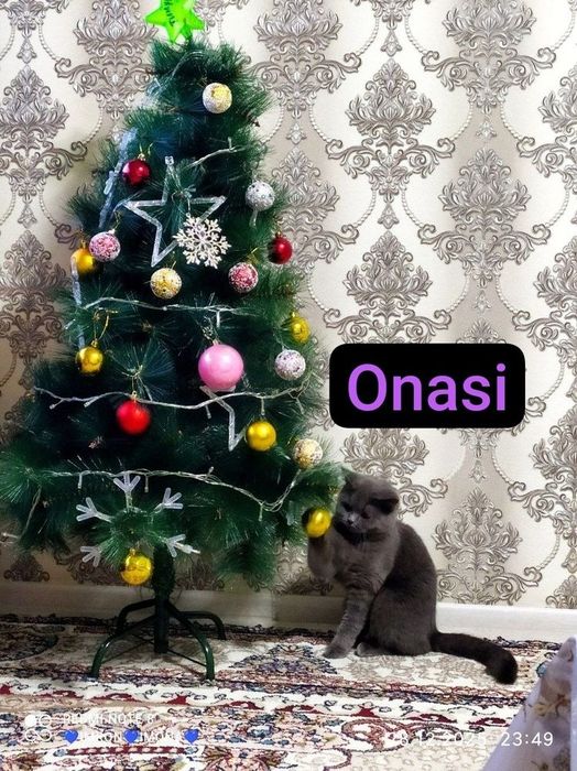 Toza qon juft mushuklar