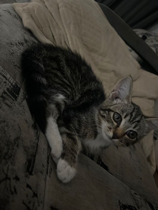 Котенок девочка 6 месяцев