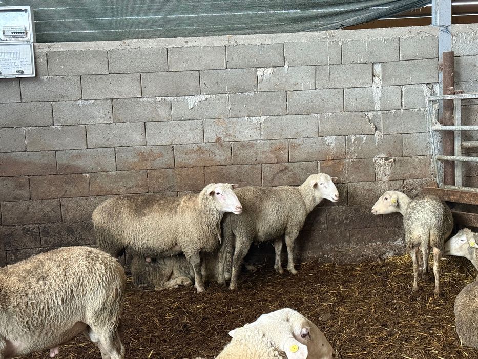 Oi Lacaune și metis de vânzare