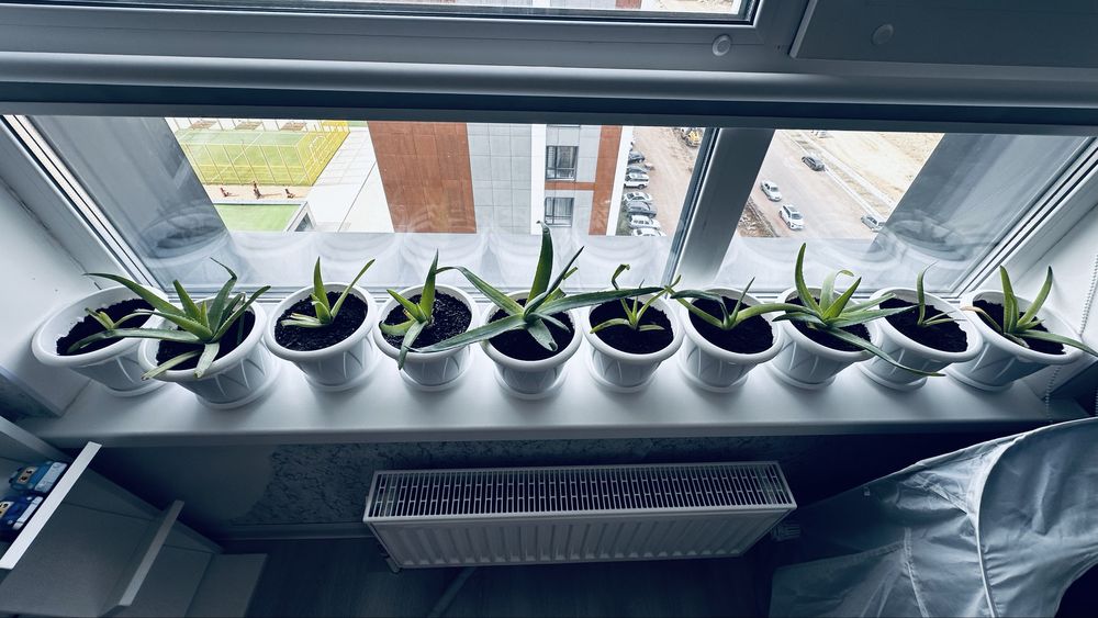 Срочно!!! Продам алоэ, цена 1 тыс