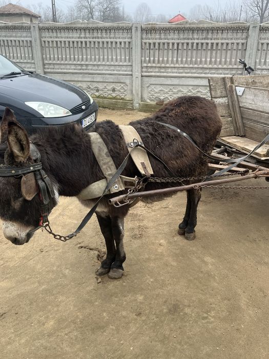 Vand sau schimb Magar