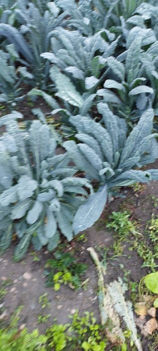 Varza Kale Bio de grădină