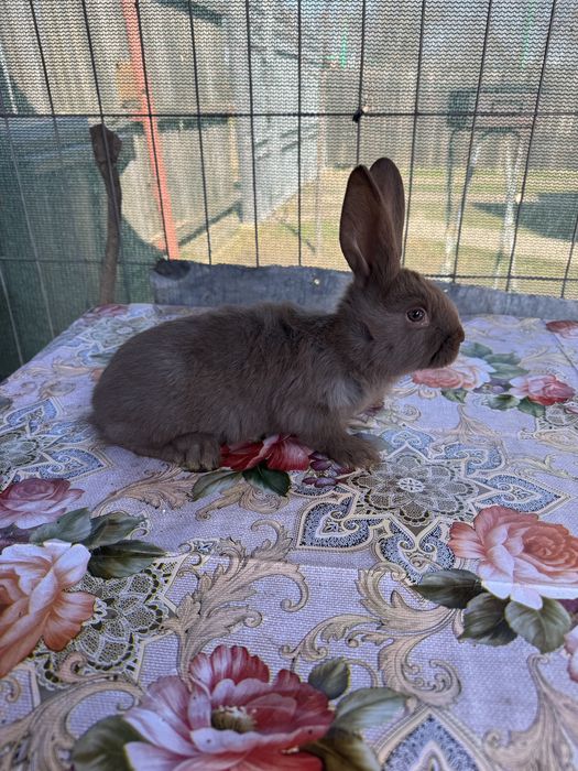 Disponibili pui de fluture german