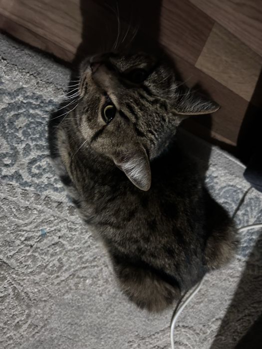 отдам даром кота.Срочно!