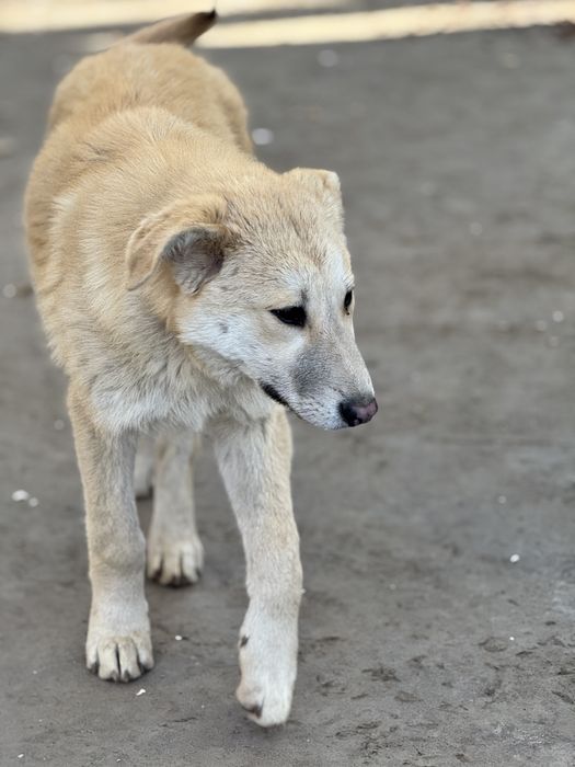 Ищет дом щенок-подросток Миша.