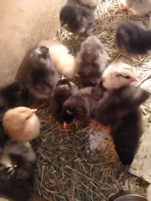 Цыплята домашние недельные