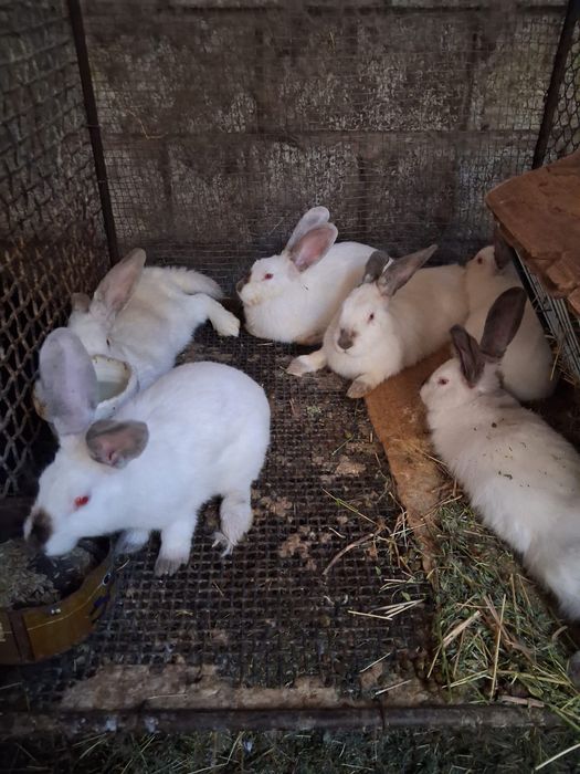 Кояндар сатылады