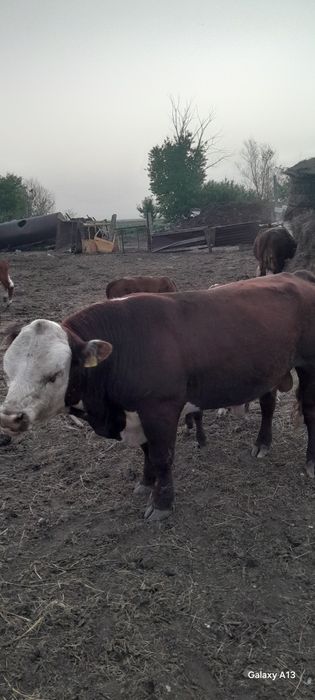 Продам бык герефорд