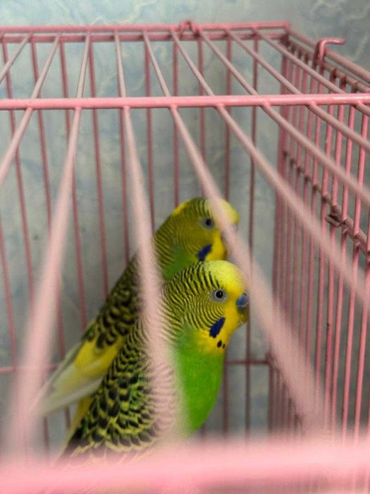 Попугаи с клеткой