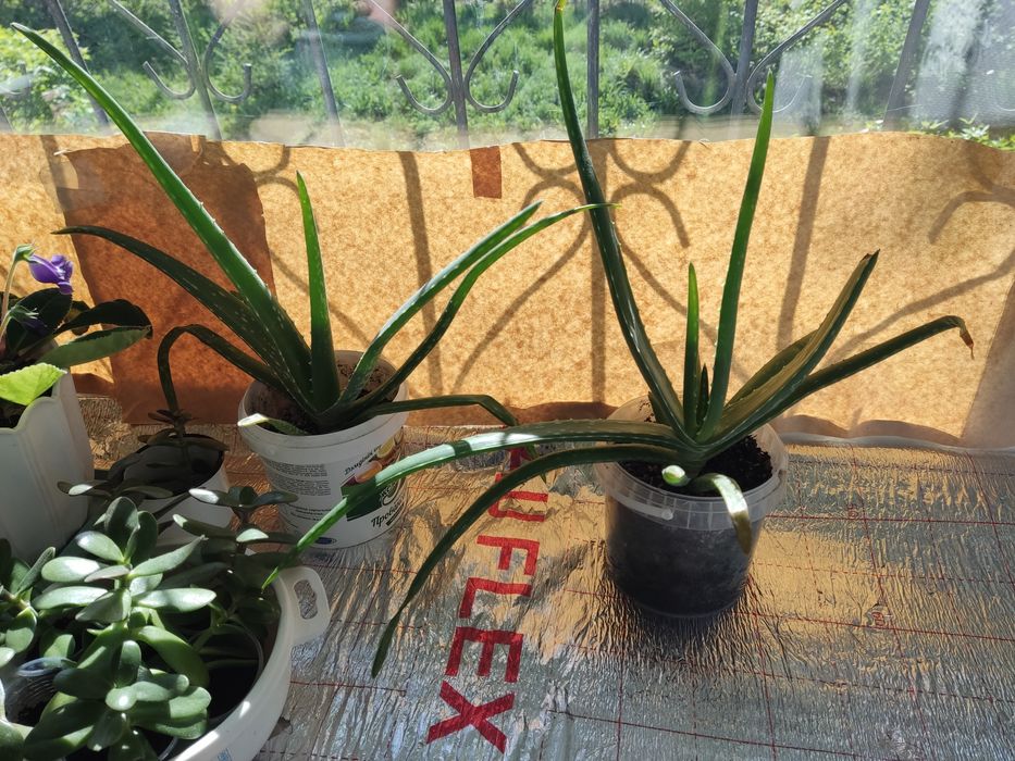 продам 2 алое растения