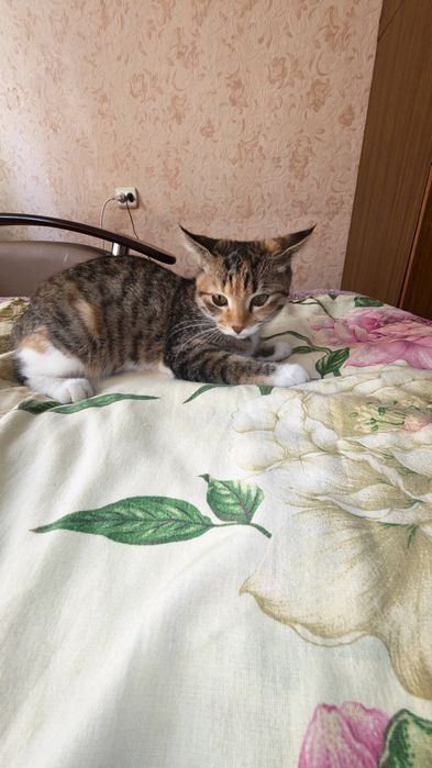 Отдам котенка в добрые руки