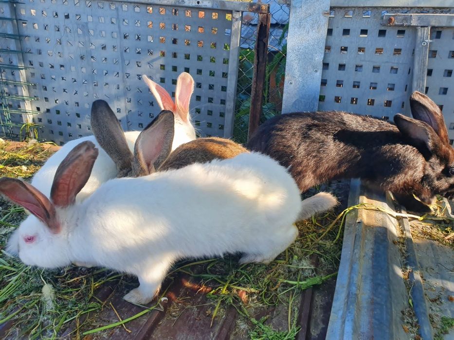 Vand iepuri de  rasă