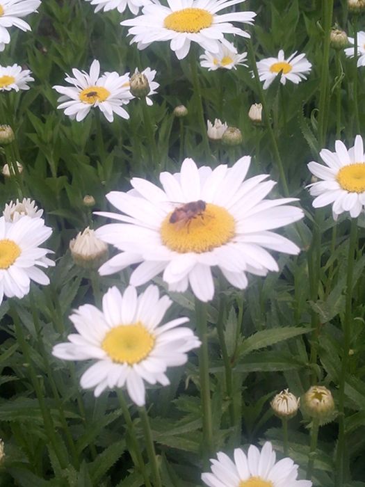 Дик Дик Дик