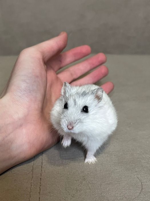 Продам хомяков с клеткой