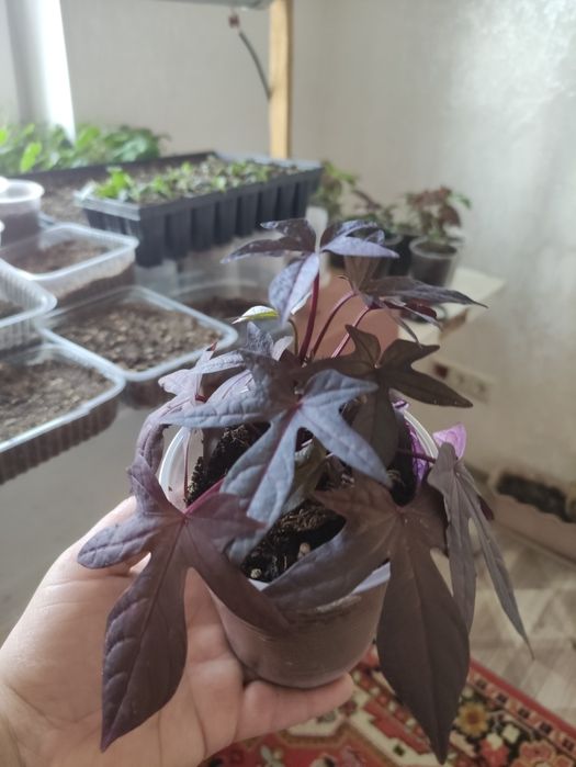 Ипомея "Батат" продам
