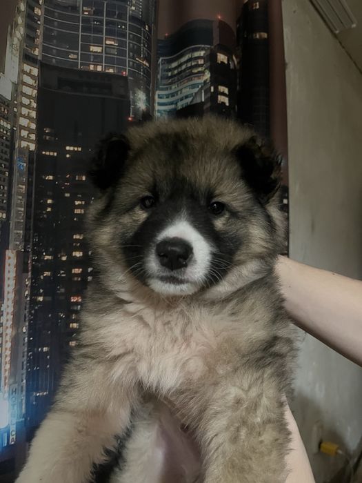 Продам щенка Алабай