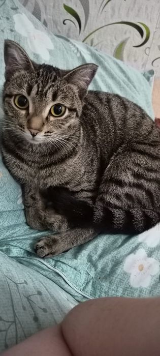 Китти ваш пушистый друг