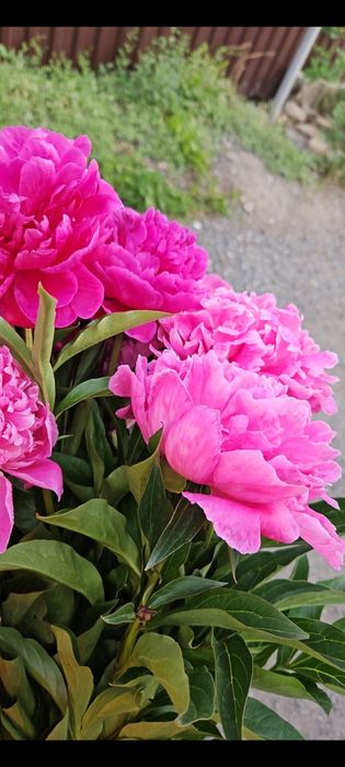 Продам большие многолетние корни пионов. Такие,как на фото