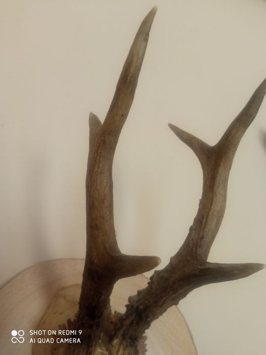 Рога от  сръндак