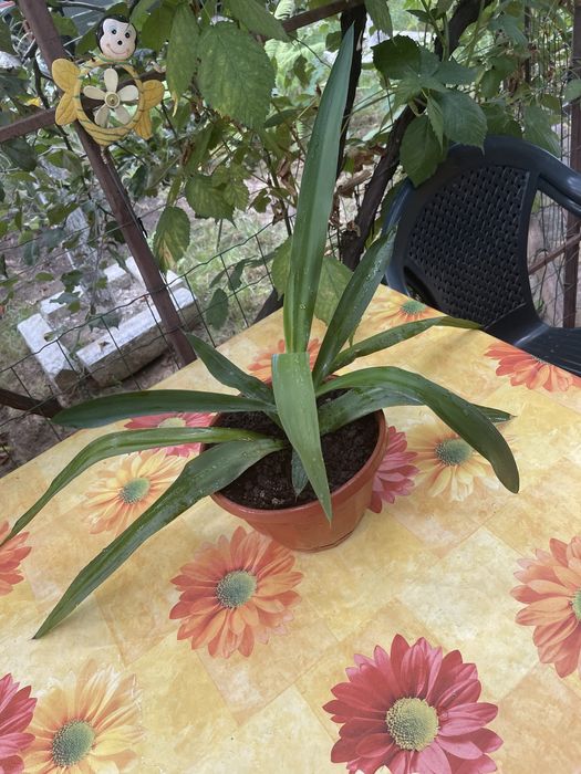 Yuka - Floare de interior atat pentru spatii mici cat si pentru salon