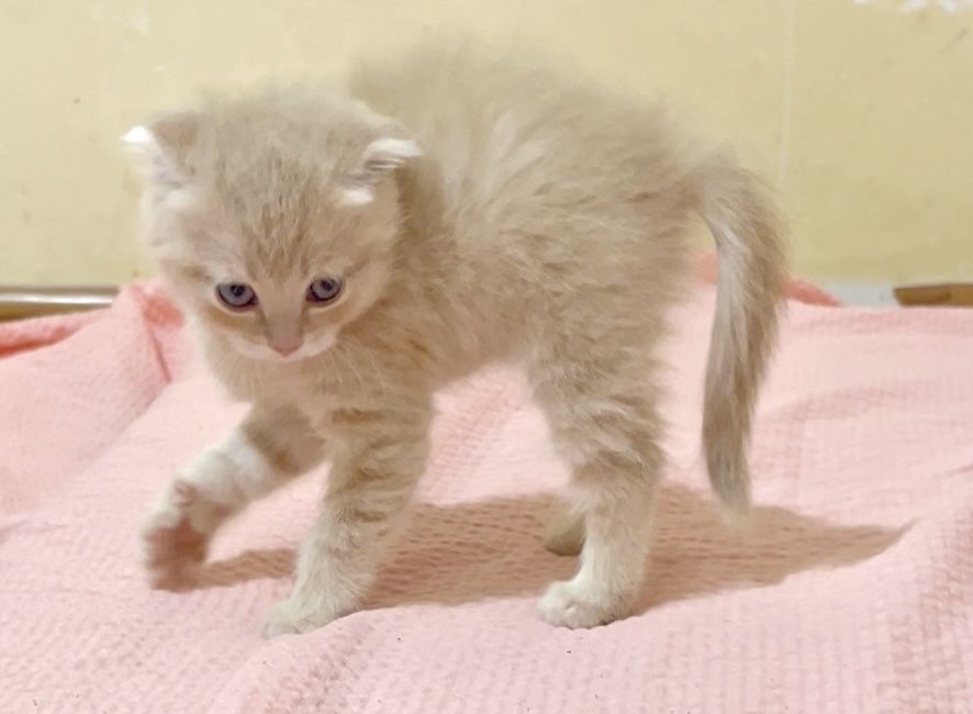 Продам шотланский висалухий