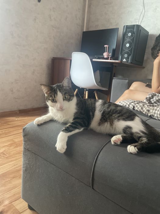 Отдам кота в хорошие руки
