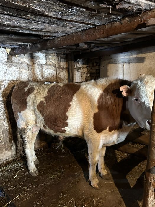 Быки откорм через веса