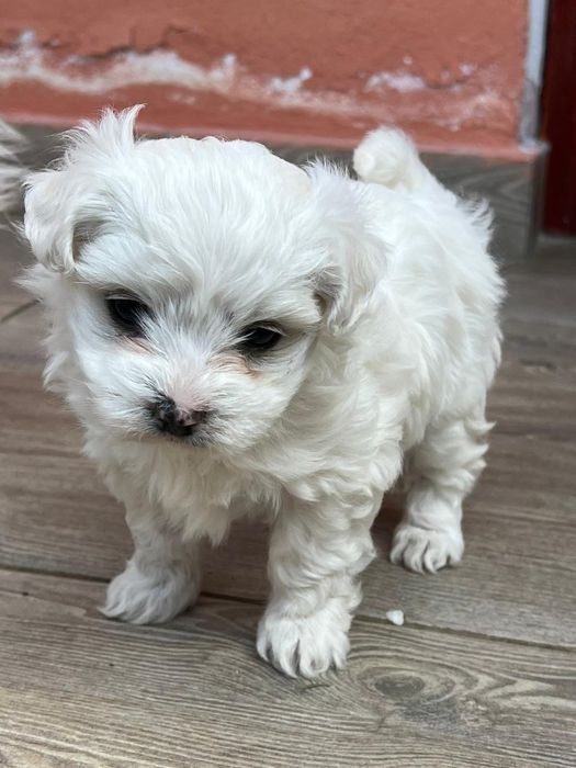 Bichon maltez mini toy