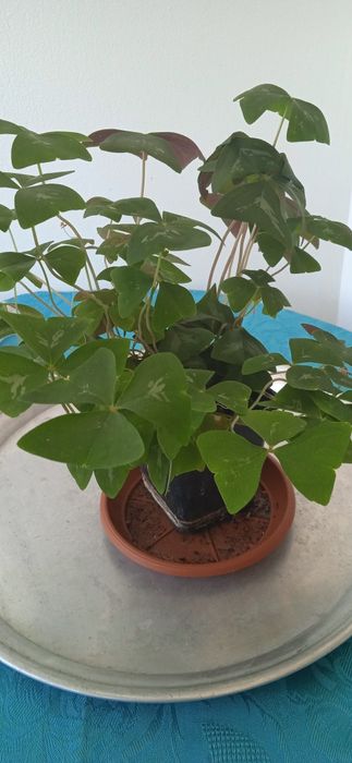 Растения детелина