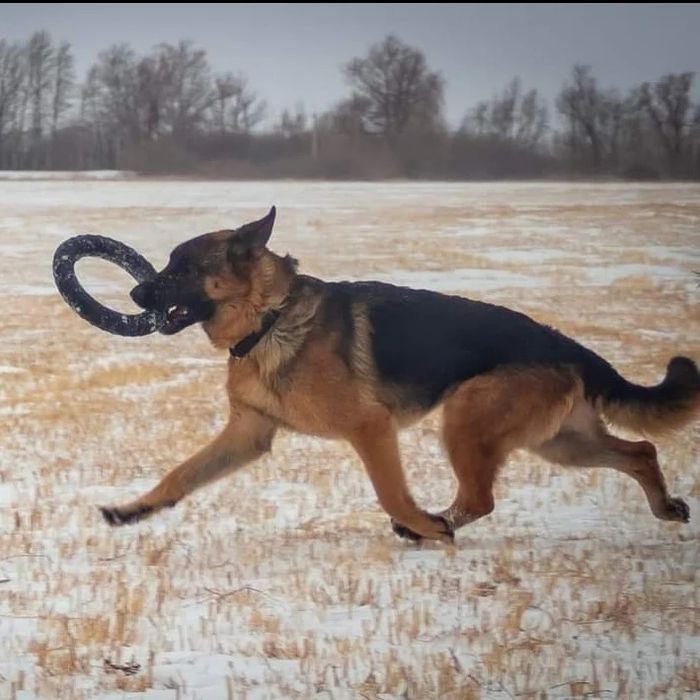 Продам.Породистые щенки Немецкой овчарки.