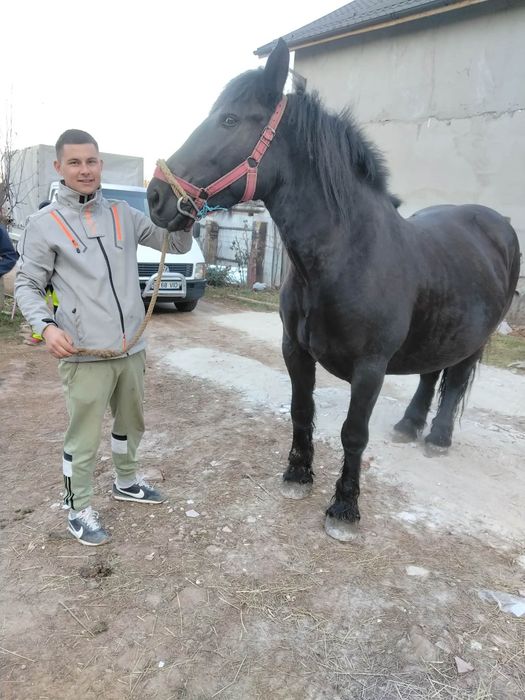 Manza 4 ani semigrea