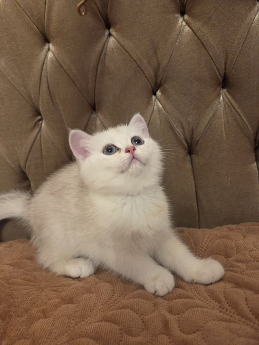 British Shorthair