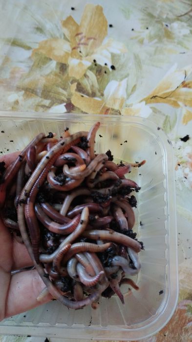 Черви дендро рыбалка