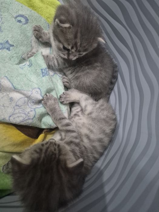 Котята британские