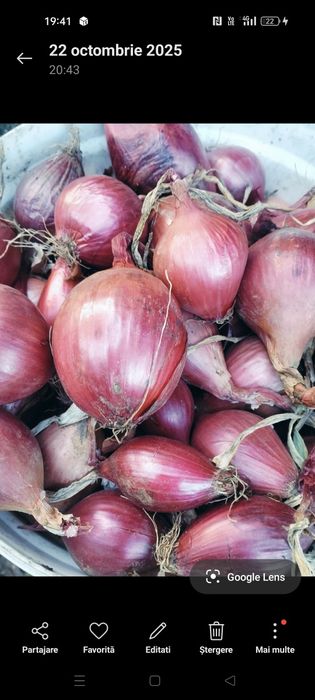 Ceapa rosie de vanzare