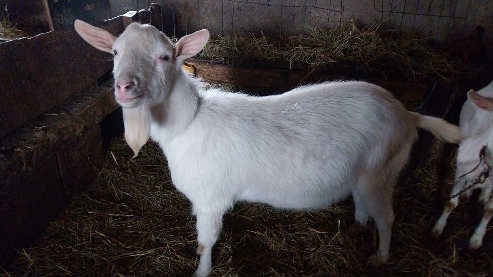 Vând țap rasa saanen vârsta 11luni .