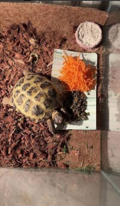 Продаётся черепаха